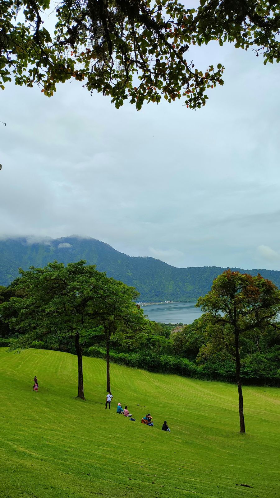 Lush green forest in the Bali highlands