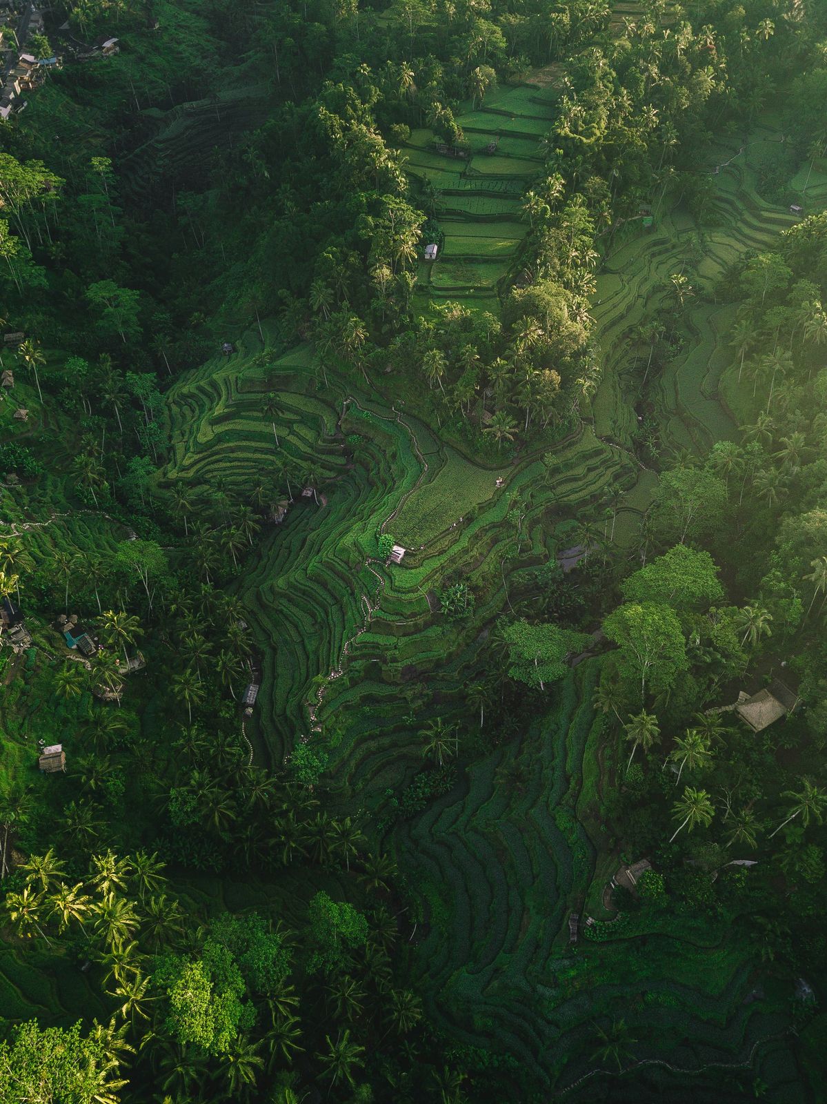 Green rice terraces at Tegallalang near Ubud
